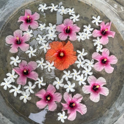 Lovely flowers float in a bowl of water. This is for students to clean their feet of sand before entering the yoga shala. Chandra Vida Retreats.