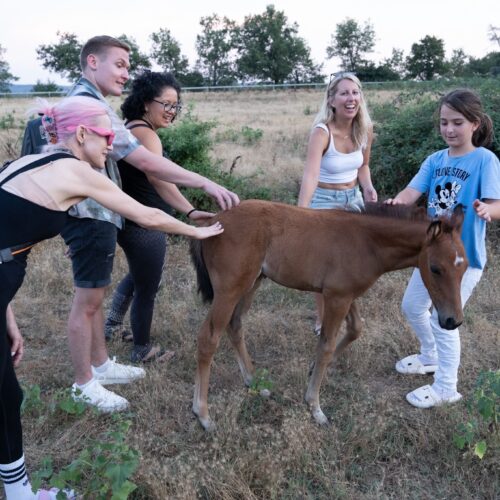 Chandra students and little girl pet a new-born colt at the polo club in tuscany. Chandra Vida Retreats.