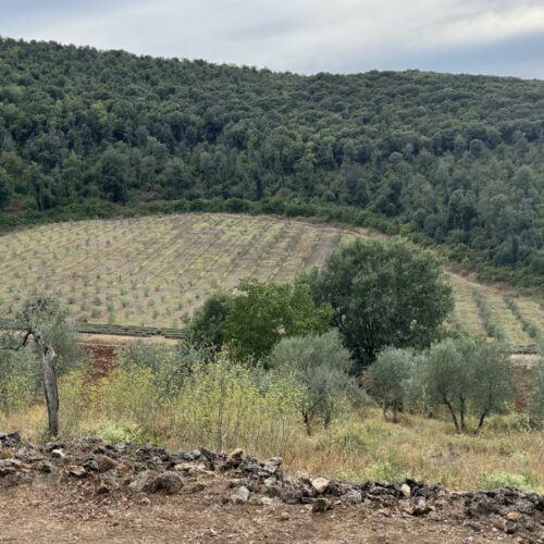 Picture of the rolling hills of ebbio and rows of lavender. Chandra Vida Retreats.