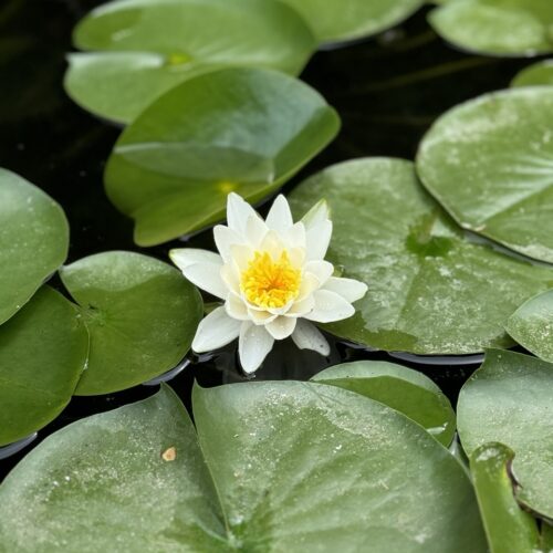 A white water lilly in a pond at ebbio. Chandra Vida Retreats.