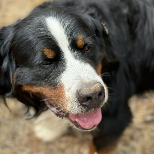 Ebbio's beautiful and friendly Bernese mountain dog. Chandra Vida Retreats.