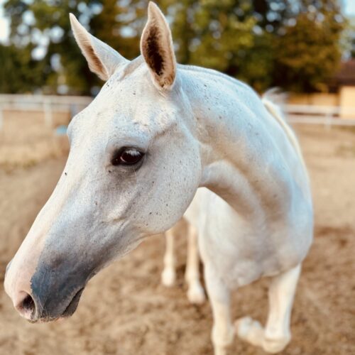 A stunning white horse at the polo club in tuscany. Chandra Vida retreats.